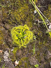 Drosera
