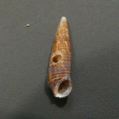 Cacozeliana granarium