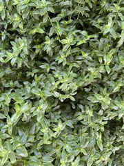 Tradescantia fluminensis