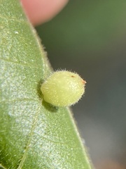 Caryomyia cilidolium