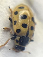 Hippodamia tredecimpunctata