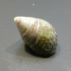 Prothalotia pulcherrima