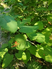 Reynoutria sachalinensis