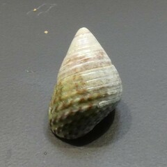 Prothalotia pulcherrima