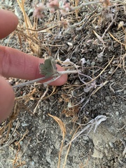 Eriogonum gracile gracile