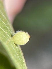 Caryomyia cilidolium