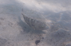 Cheilinus chlorourus