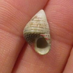 Prothalotia pulcherrima