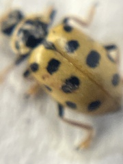 Hippodamia tredecimpunctata