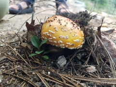 Amanita muscaria flavivolvata