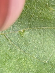 Caryomyia cilidolium