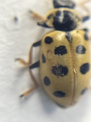 Hippodamia tredecimpunctata