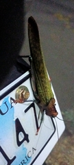 Tropidacris cristata
