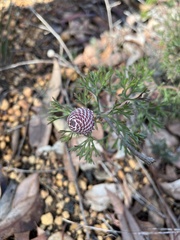 Isopogon