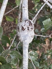 Cynipoidea