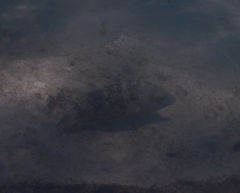 Cheilinus chlorourus