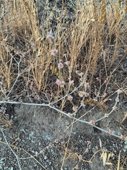 Eriogonum gracile gracile