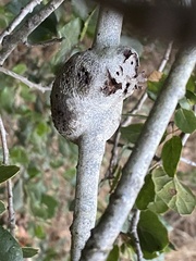 Cynipoidea