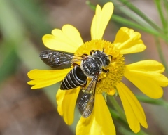 Coelioxys sayi