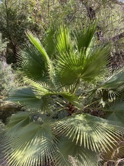 Washingtonia robusta