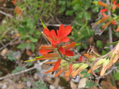 Castilleja integrifolia