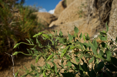 Brickellia atractyloides