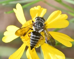 Coelioxys sayi