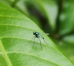 Dolichopodidae