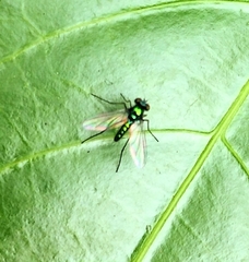 Dolichopodidae