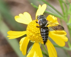 Coelioxys sayi