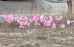 Amaryllis belladonna