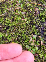 Hymenophyllum minimum