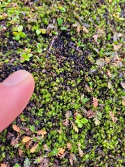 Hymenophyllum minimum