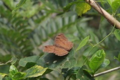 Junonia iphita