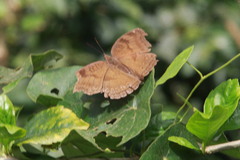 Junonia