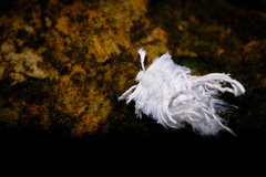 Flatidae
