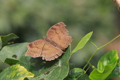 Junonia