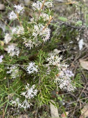 Hakea