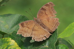 Junonia