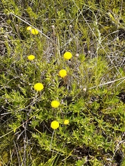 Leptorhynchos squamatus