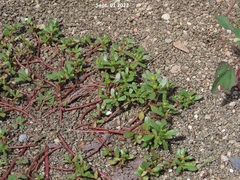 Portulaca