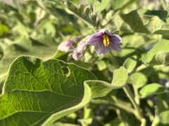 Solanum melongena