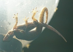 Gekkota