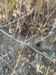 Eriogonum gracile gracile