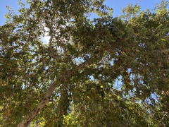 Phoradendron villosum