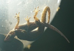 Gekkota