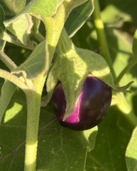 Solanum melongena