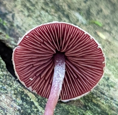 Melanophyllum haematospermum