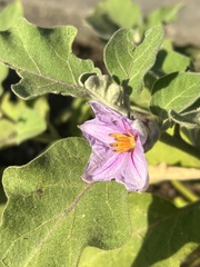 Solanum melongena