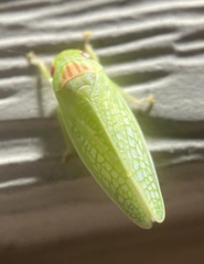 Gyponana octolineata